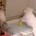 猫の近くに『犬のボ…