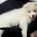 軽々と抱っこできた…