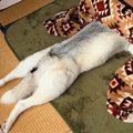 ハスキー犬が『コタ…