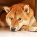 犬が『痛みをごまか…