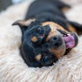 犬が飼い主に『要求…