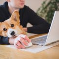 事前に確認を！犬を…