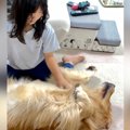 娘に大型犬を撫でさ…