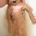 モフモフな犬をお風…