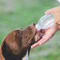 犬に与えてはいけな…