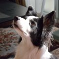 犬を吠えない性格に…
