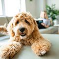 犬が『高いところに…