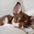 『寿命が長い犬』の…
