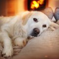 犬の寝心地を上げる…