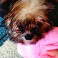 愛犬におすすめのタ…