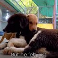 怪我をして立ち上が…