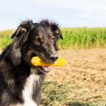 犬にしてはいけない…
