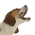 『吠える犬種ランキ…
