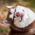 犬も飼い主に『嘘』…