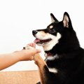 犬が大喜びする『ス…