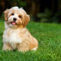 全く吠えない犬の心…