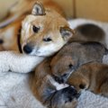 子犬と成犬でこんな…