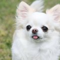 犬にも『恋愛感情』…