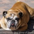 鼻が低い短頭種犬が…