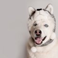 犬に『帽子』は効果…