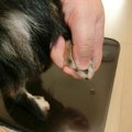 お家で出来る！愛犬…
