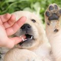子犬を迎えた時にす…