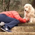 散歩中、大型犬の飼…