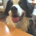 犬の健康食材にこだ…