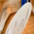 犬が暑そうにしてい…