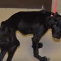 「やせた犬を見つけ…
