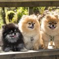 犬の「オフ会」どん…