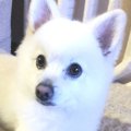 【Laylaの個別リーデ…
