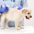 犬に点滴をしても栄…