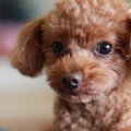 犬の性格が決まる『…
