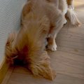 犬が突然ソファ裏に…