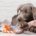 犬を熱中させる『お…