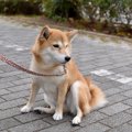 犬が散歩中に座り込…