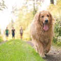犬を呼んでも戻って…