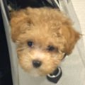 お出かけバッグから…