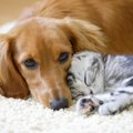 犬と一緒に飼わない…