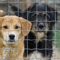 保護犬を育てるには…