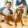 犬が混乱する『名前…