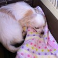 「もう犬は飼わない…