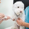 犬の肝臓疾患を早期…