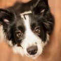 飼うのが大変な犬種…