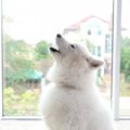 犬の『鳴き声』から…