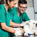 犬が苦手な『動物病…