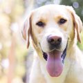 「保護犬を家族に迎…
