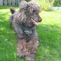 トリマーとは？犬を…