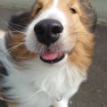 癒されたい人集合！…